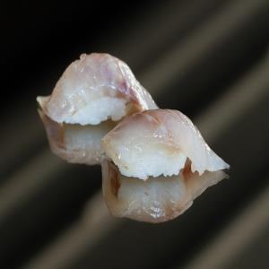 Suzuki Nigiri